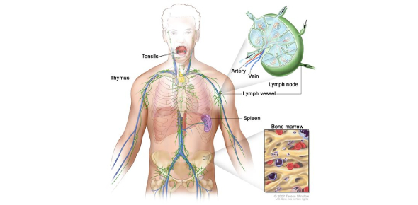 Chapter 20: Lymphatic System - ProProfs Quiz